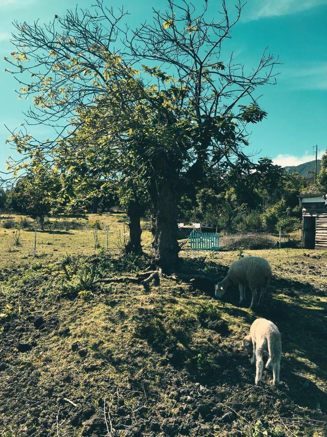 Quinta Das Almas São Roque do Pico Εξωτερικό φωτογραφία