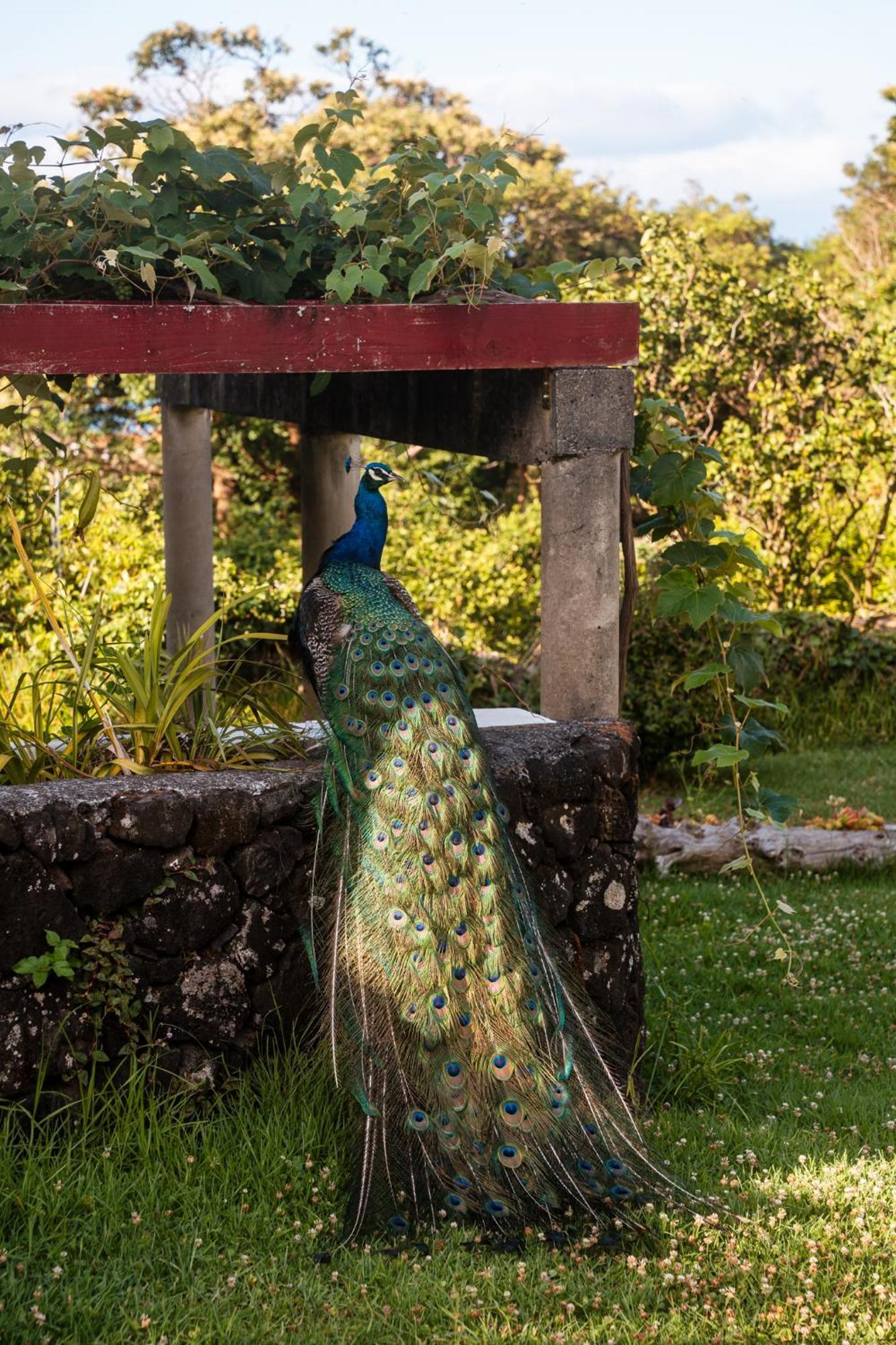Quinta Das Almas São Roque do Pico Εξωτερικό φωτογραφία